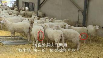 育肥羊爆料视频最新,揭秘养殖场惊人内幕
